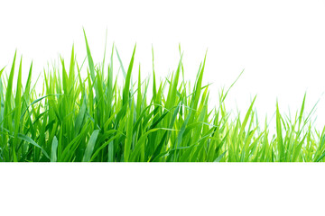 Fototapeta premium Isolated green grass on a white background