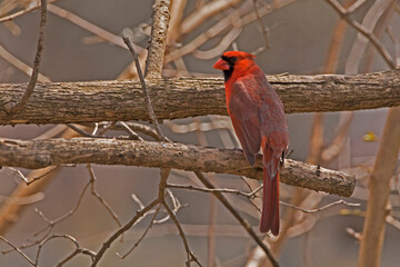 Male Northern cardinal perching on a branch on a spring day. 