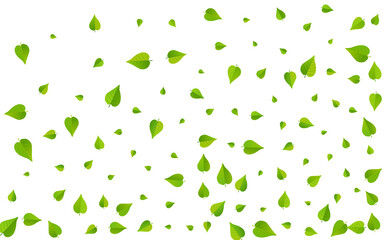 Olive Leaves Swirl Vector White Background