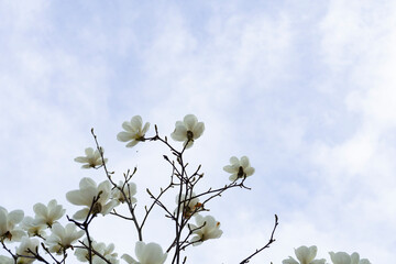 blue sky and white magnolia