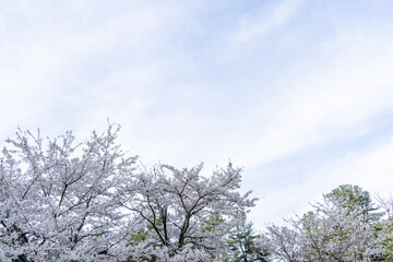 blue sky and white cherry blossoms