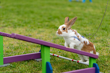 adorable rabbit bunny jumping over the obstacles during bunny race, green background, pet...