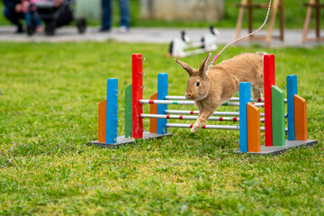 adorable rabbit bunny jumping over the obstacles during bunny race, green background, pet photography, bunny hop, kaninhop, Symbol of new year 2023, copy space