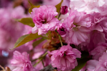 Fototapeta premium Blooming sakura tree, pink flowers cherry on twig in garden in a spring day on background blue sky