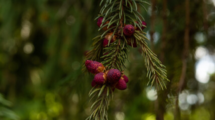 The branch of spruce with two red cones on blurred multicolored background in sunny day