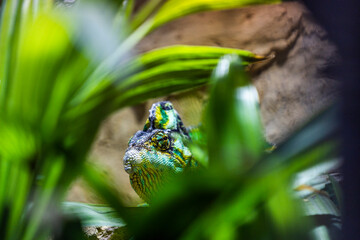 Erfurter Zoo Chamäleon