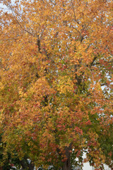autumn colors on the trees