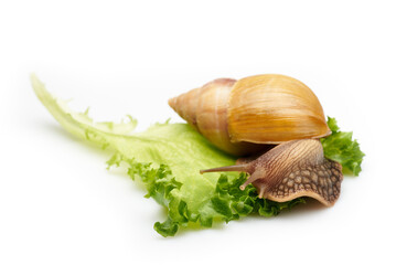 Snail, Lissachatina fulica, with salad leave, isolated on a white. Macro photo with shallow depth of field.
