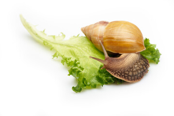 Snail, Lissachatina fulica, with salad leave, isolated on a white. Macro photo with shallow depth of field.