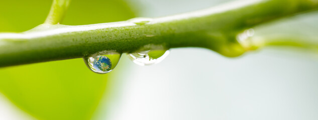Dew from rain drops on green branch of the tree, World environment day and Earth day concept....