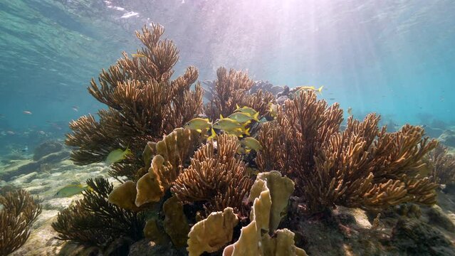 4K 120 fps Super Slow Motion: Seascape with School of Grunt Fish, coral, and sponge in the coral reef of the Caribbean Sea, Curacao