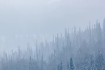 Foto auf Acrylglas Wald im Nebel Winterlandschaft mit schwerem Schneefall und Nebel im Pinienwald. Getönter Winterhintergrund