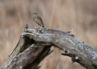 meadow pipit (Anthus pratensis)