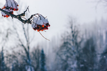 A branch with rowan berries covered with snow against the backdrop of snowfall in a snowy forest. Toned winter background