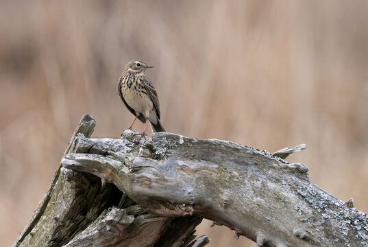 meadow pipit (Anthus pratensis)