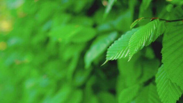 Fresh foliage swaying in wind. Bright green leaves texture. Green botanical bokeh background. Macro view of bush. Closeup shrub. Breathe free in garden. Relaxed vibe of summer walking. Back to basics