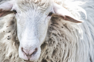 White sheep looking in camera
