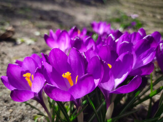 blooming purple crocuses in the garden in spring. first spring flowers