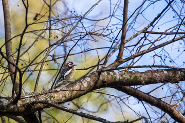 A single Yellow-bellied Sapsucker is perching on a tree limb after sampling the sap of the tree 