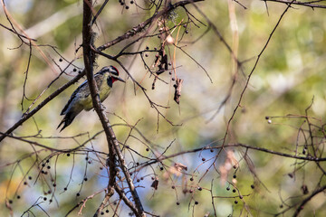 A single Yellow-bellied Sapsucker is perching on a tree limb after sampling the sap of the tree 