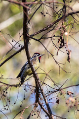 A single Yellow-bellied Sapsucker is perching on a tree limb after sampling the sap of the tree 