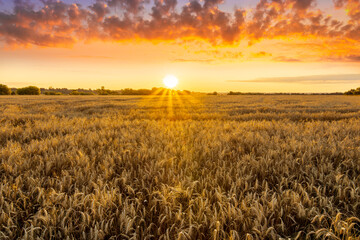 Obraz premium Amazing view at beautiful summer golden wheaten field with beautiful sunny sky on background, rows leading far away, valley landscape