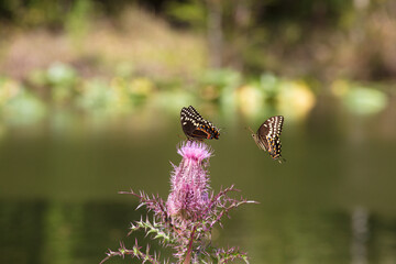 Two Palamedes Swallowtail Butterfly compete for space to forage on the nectar of a deep purple thistle bloom