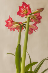 Hippeastrum (amaryllis)  
