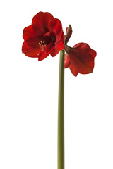 Obraz premium Dark red hippeastrum (amaryllis) 