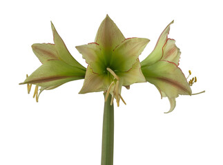 Blooming hippeastrum (amaryllis) yellow-red   