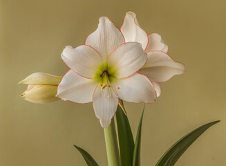 Obraz premium White and red edging amaryllis (hippeastrum) Diamond Group 