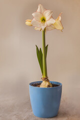Amaryllis (hippeastrum) 