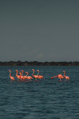 Obraz premium flamingo flamingos on sea lake