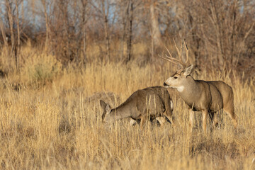 Mule Deer Rutting in Colorado in Autumn