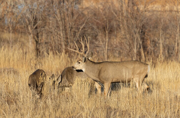 Mule Deer Rutting in Colorado in Autumn
