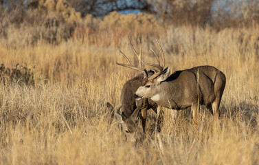 Obraz na płótnie Canvas Mule Deer Rutting in Colorado in Autumn