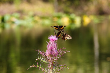 Three Palamedes Swallowtail Butterfly compete for space to forage on the nectar of a deep purple thistle bloom