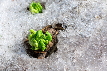 first flower in spring