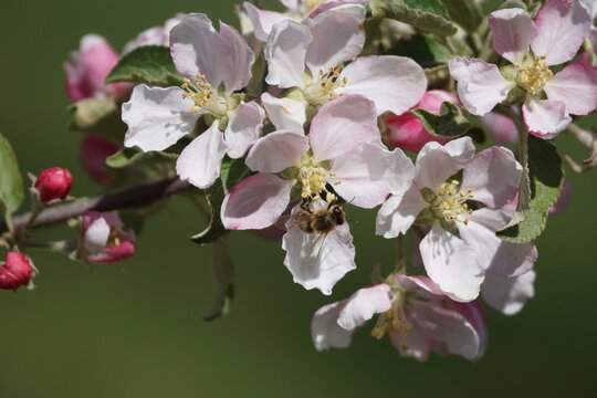 Apfelbaumblühte am Bodensee mit Bienen 
