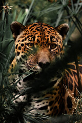 close up of a leopard jaguar