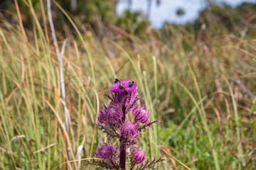 A handful of Carpenter Bees compete for the tasty nectar of a deep purple thistle