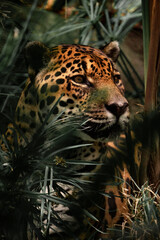 portrait of a jaguar leopard