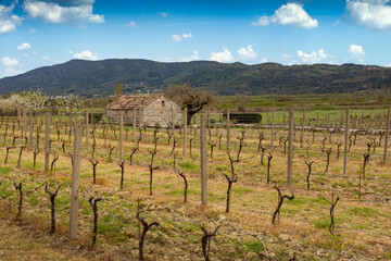 Fototapeta na wymiar Old stone farm barn in spring vineyard. Adriatic agriculture. Europe.