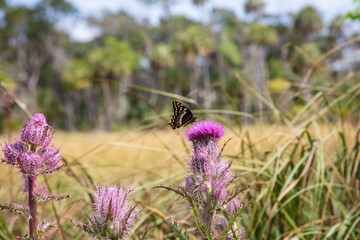 A single Palamedes Swallowtail Butterfly forages on the nectar of a deep purple thistle bloom