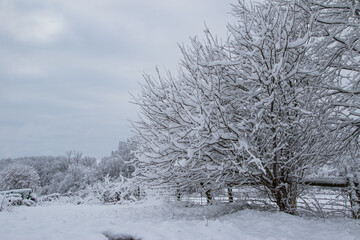 Snow covered branches | Snow covered tree | Snowy branch | Trees in winter | Fence Row