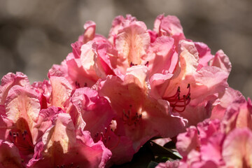 pink blossom rhododendron in the spring