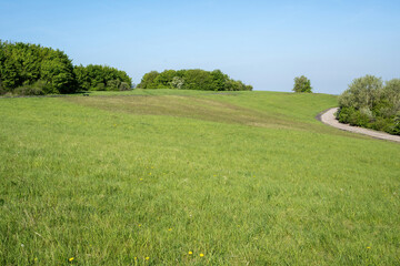 landscape with grass and sky