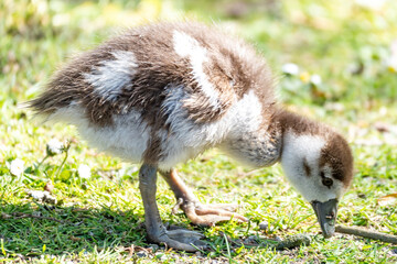 baby duck in the grass