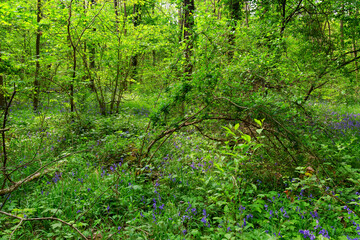Fototapeta na wymiar Bluebells field in Fontainebleau forest