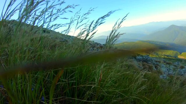 high in the mountains. at the top of Hoverla. flying over the grass. green mountain top. Ukrainian beauty of mountains. 